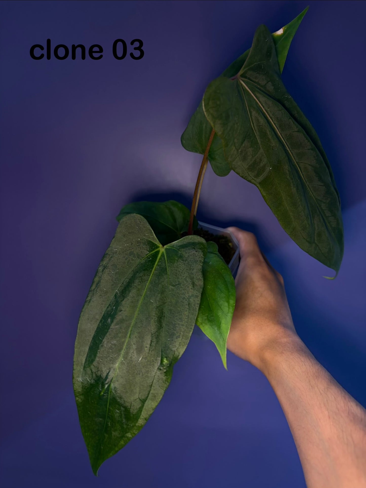 Anthurium ‘Black Sweet’ × papillilaminum ‘Fort Sherman’ (selected)