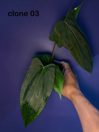 Anthurium ‘Black Sweet’ × papillilaminum ‘Fort Sherman’ (selected)