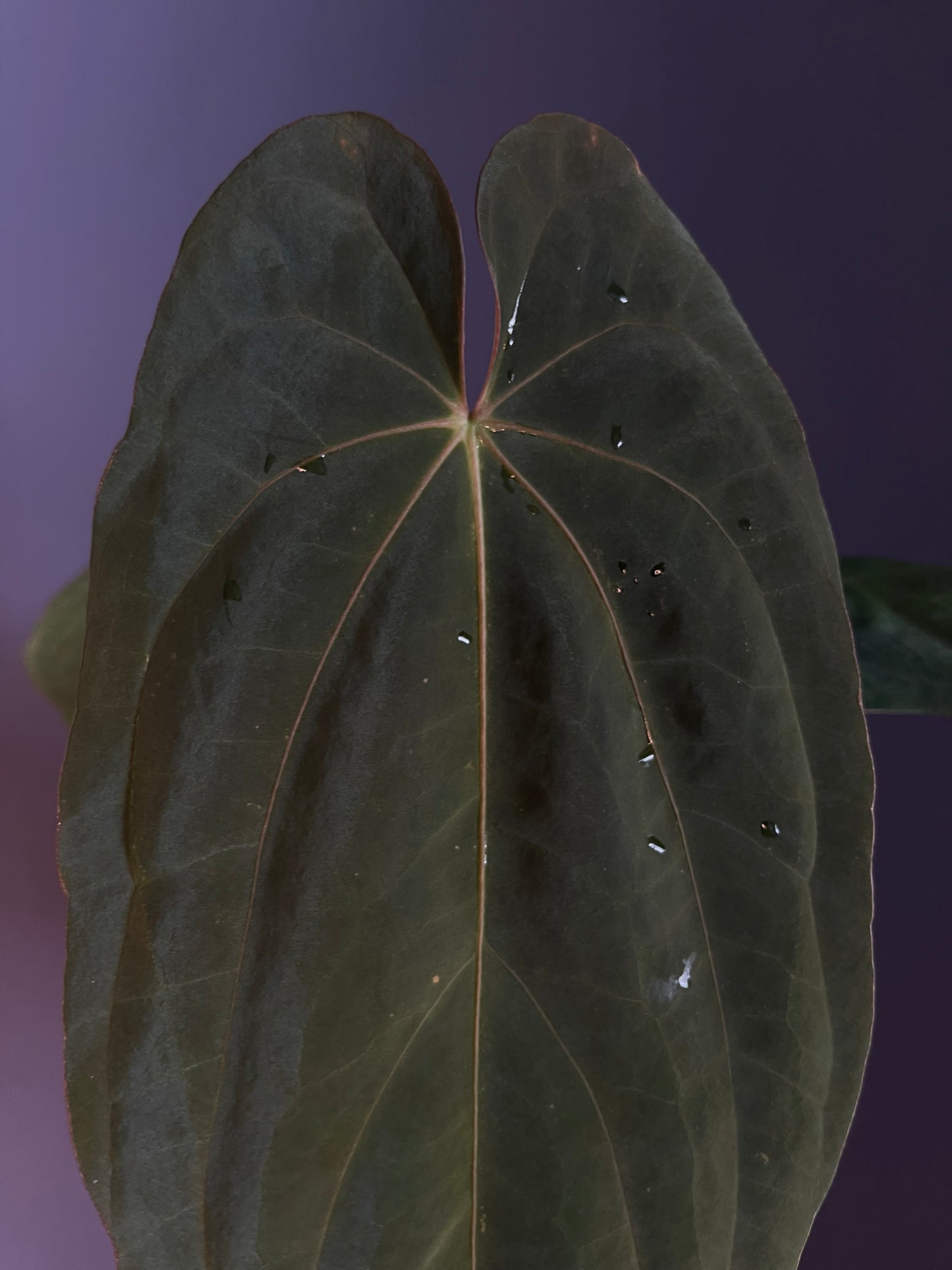 Anthurium (‘Midnight Velvet’ × Papillilaminum) × Antolakii (Tezula)