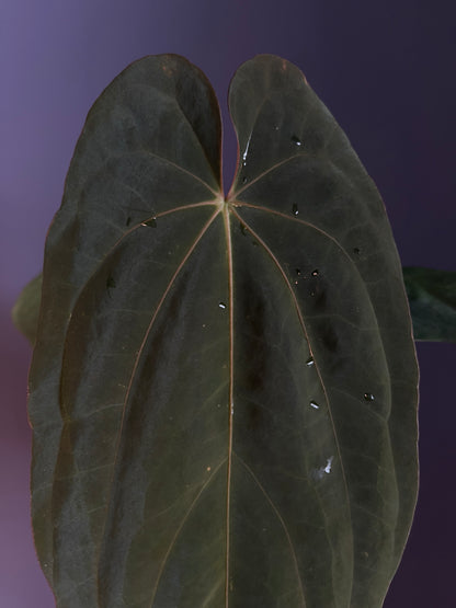 Anthurium (‘Midnight Velvet’ × Papillilaminum) × Antolakii (Tezula)