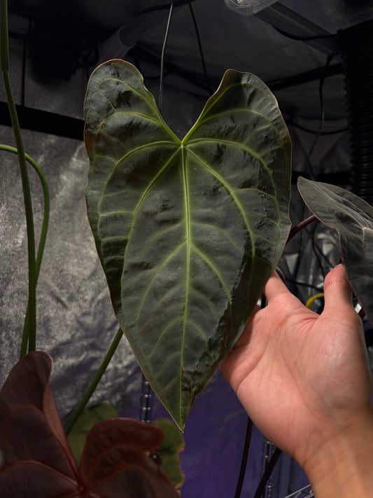 Anthurium besseae aff. ‘XX1’