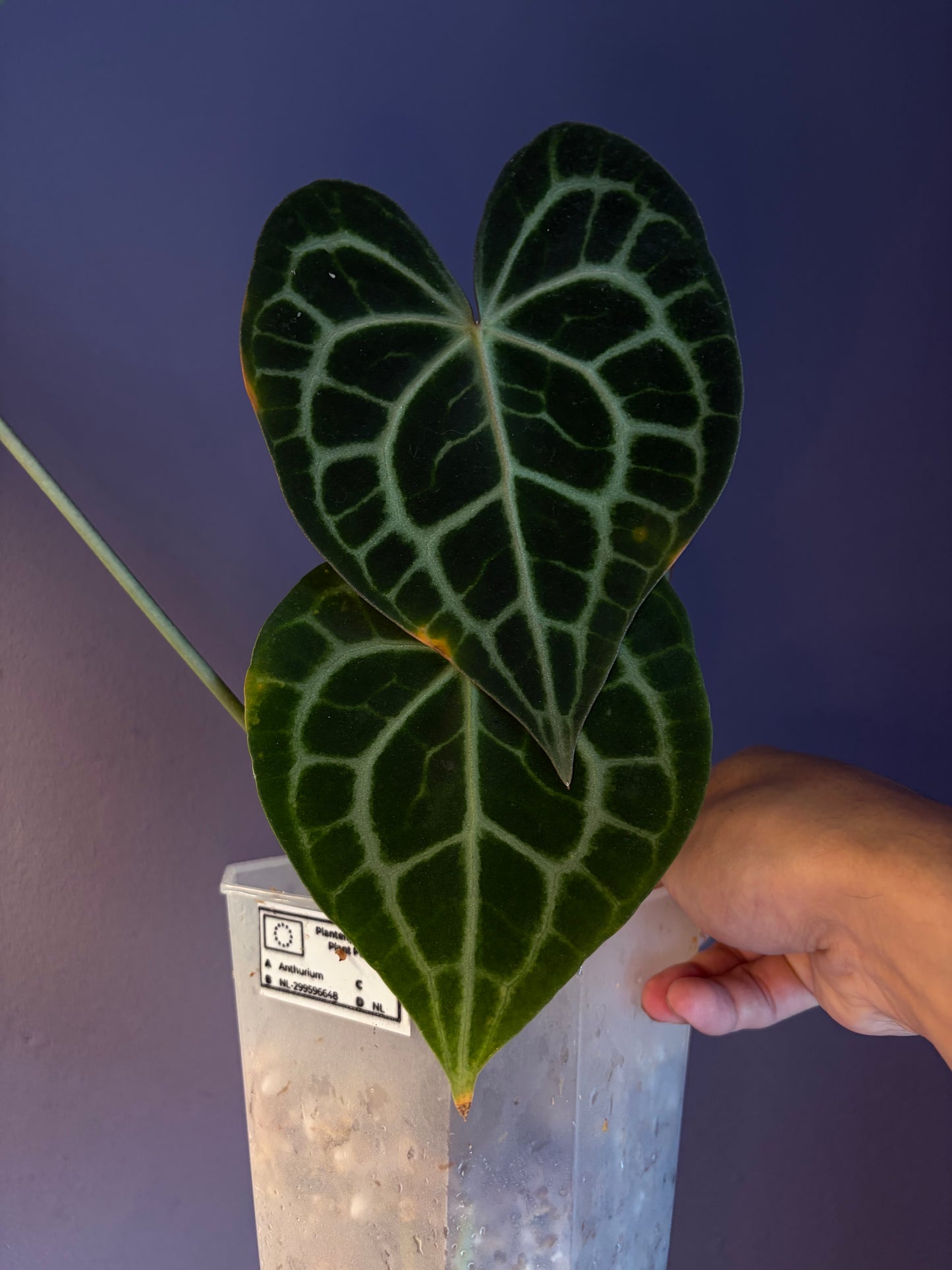 Anthurium queen clarinervium