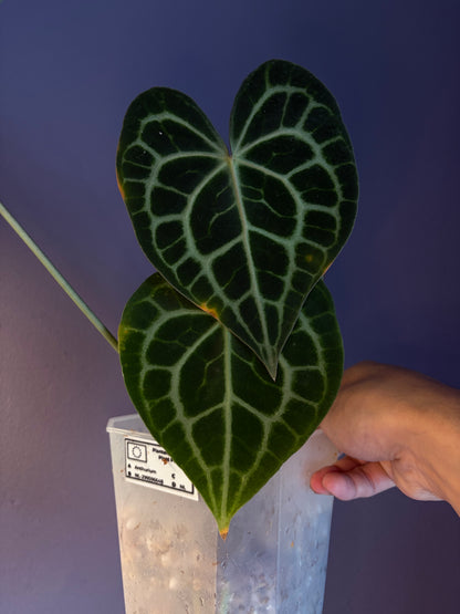 Anthurium queen clarinervium
