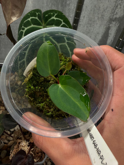 Carlablackiae TS3 x (Black widow x Red velvet cake) seedling