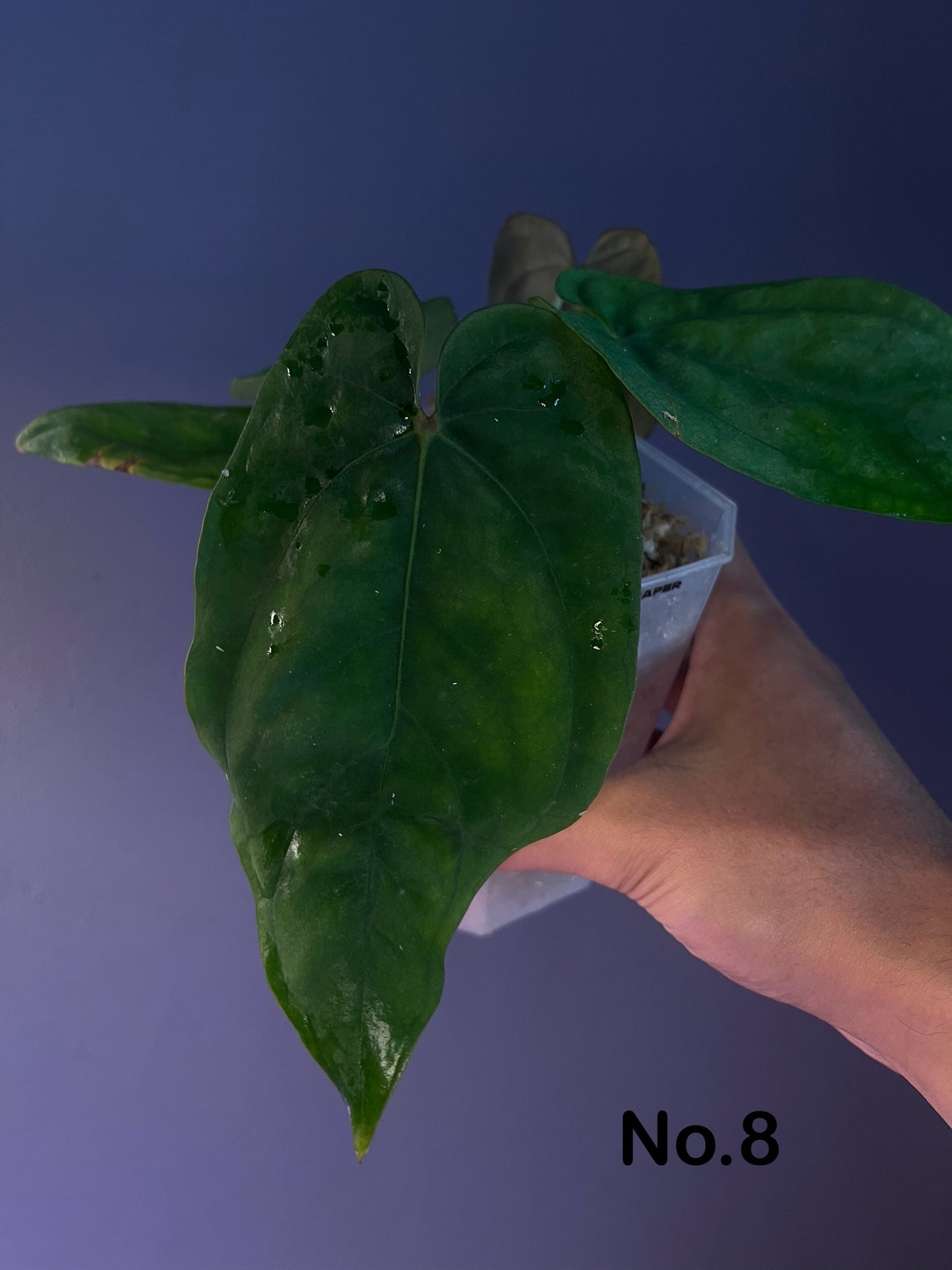 dressleri ‘colon’ × dressleri RG