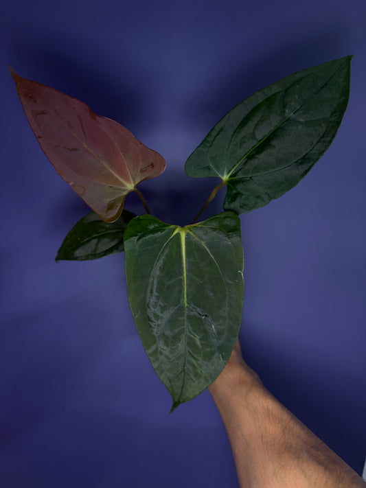 Anthurium subsignatum velvet × papillilaminum ‘Ralph Lynam’ OG