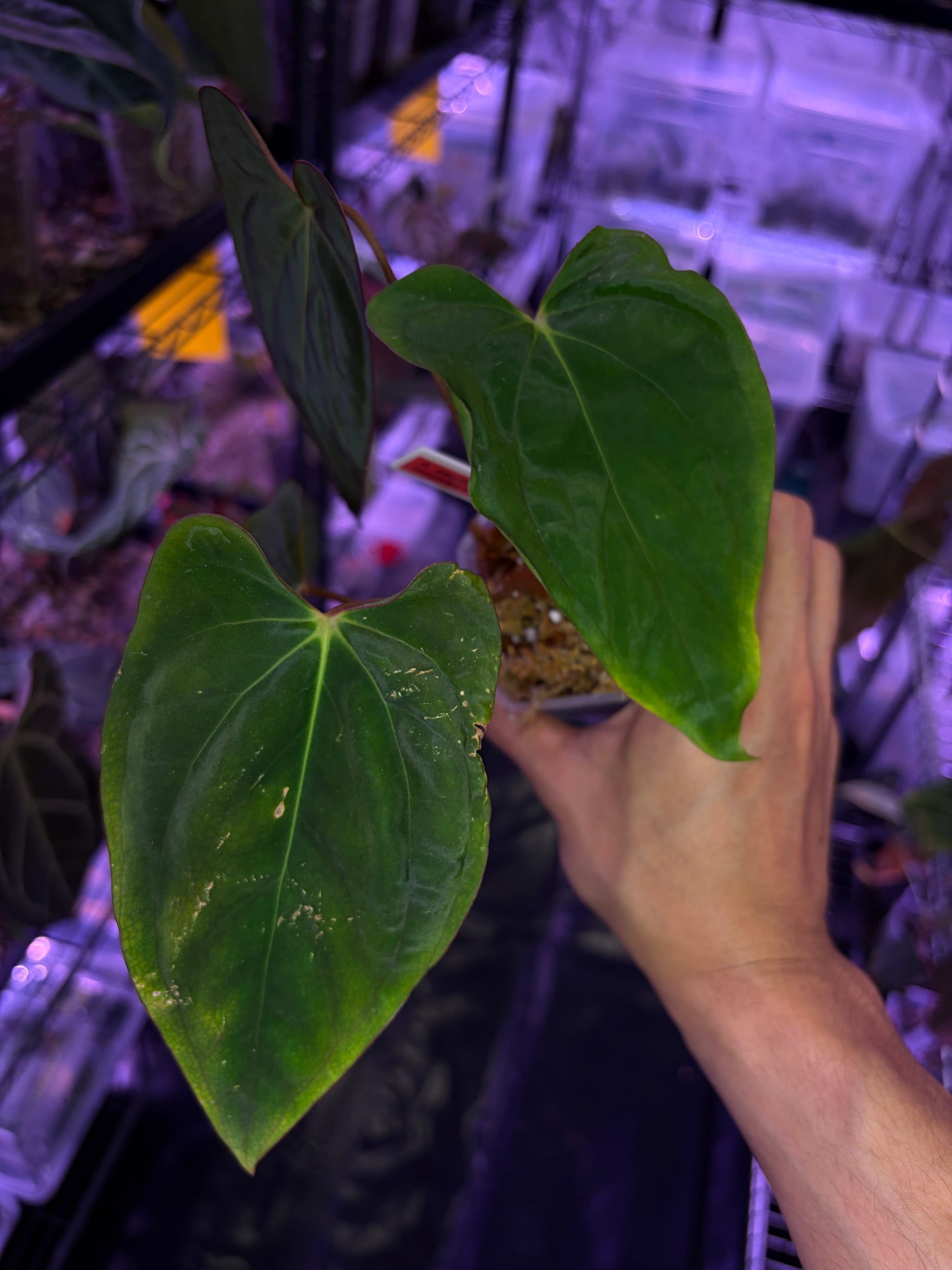 anthurium lobes Anthurium papillilaminum 'Incurved lobes (IL)'