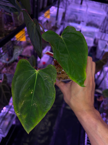 Anthurium papillilaminum ‘Incurved lobes (IL)’ - clone