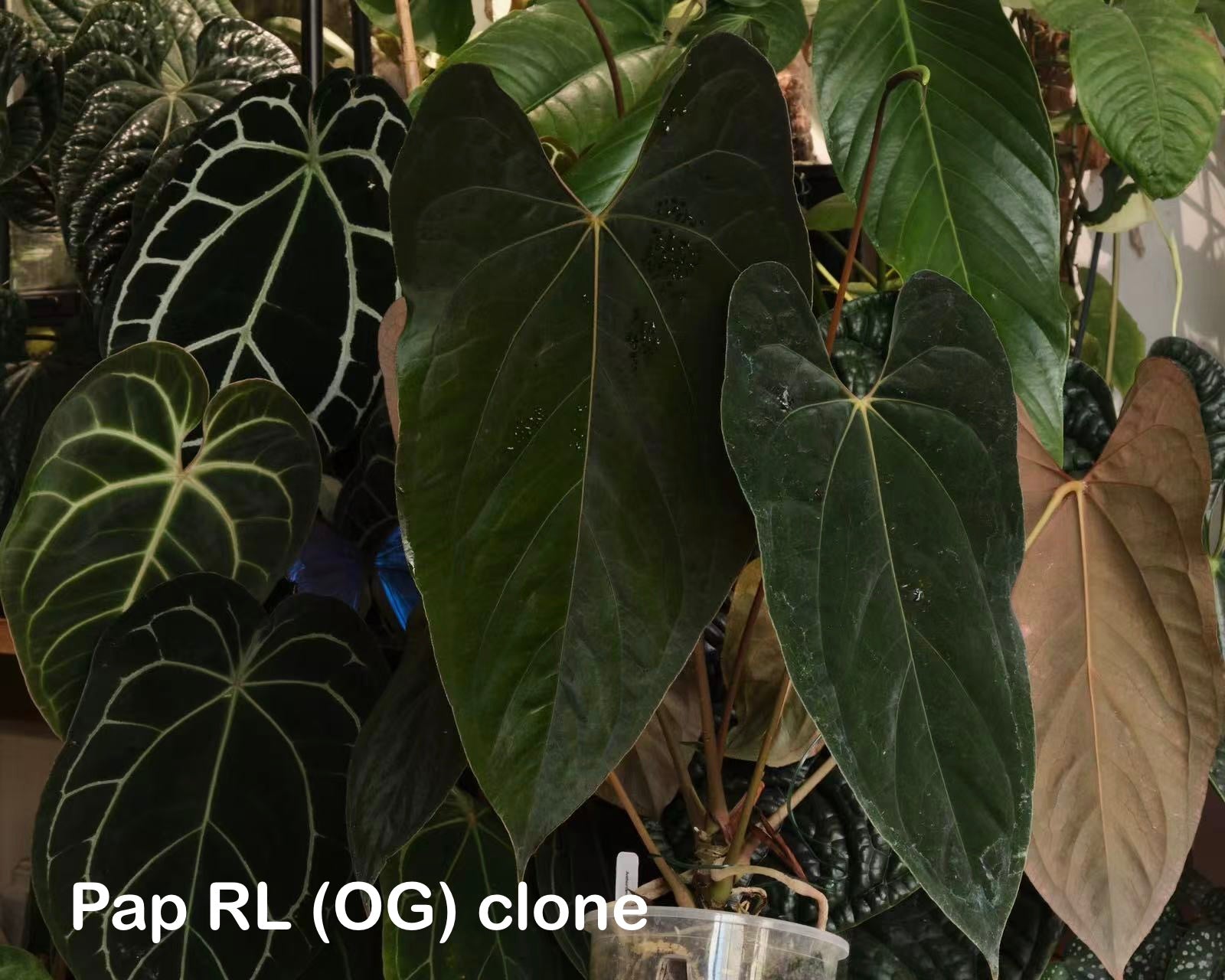 ス*ス様 Anthurium papillilaminum RL S1 Anthurium papillilaminum 'Ralph Lynam' S1 – Secret Foliage