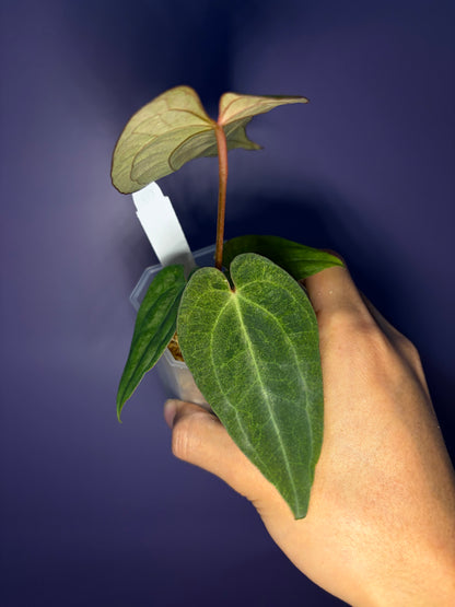 Anthurium (‘Zara’ × ‘Michelle’) × ‘Red Vein Dark Phoenix (RVDP)’ mint variegata