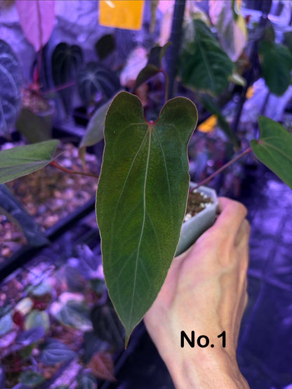 Anthurium ‘Nagini’ - clone