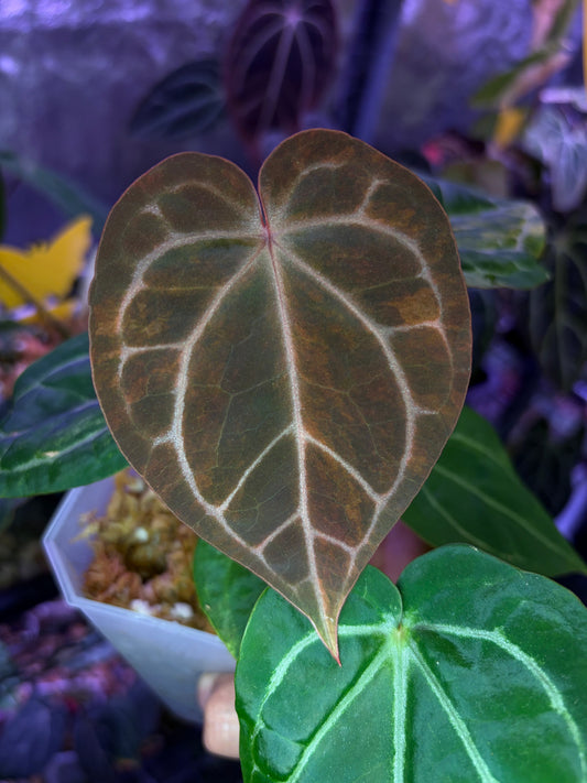 Anthurium forgetii ‘Australia’ var. × ‘Zara × Michelle’