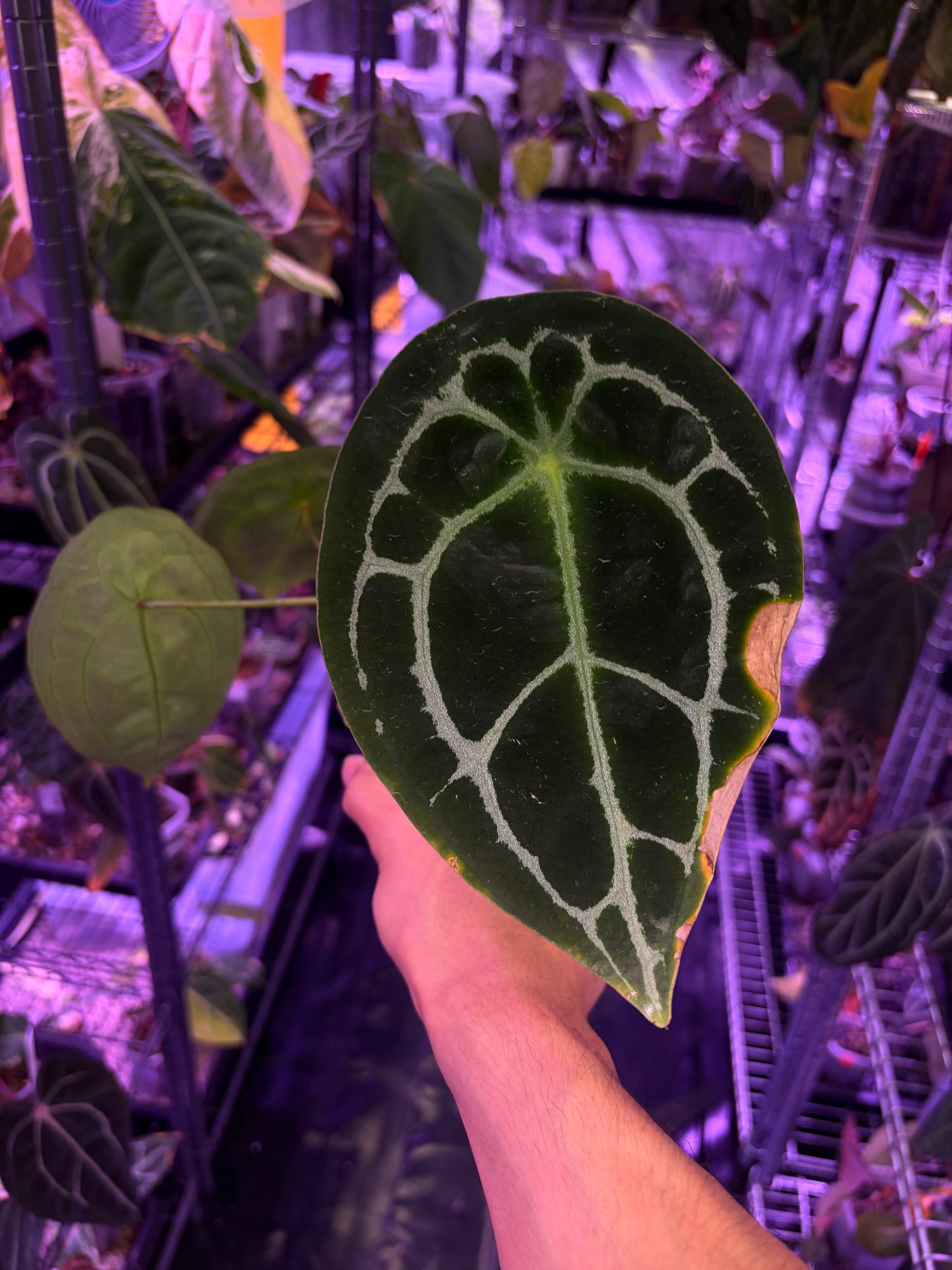 Anthurium Forgetii ‘silver’