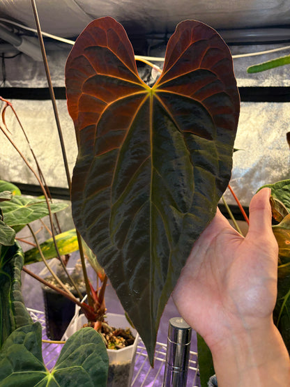 Anthurium Papillilaminum X-one (clone)