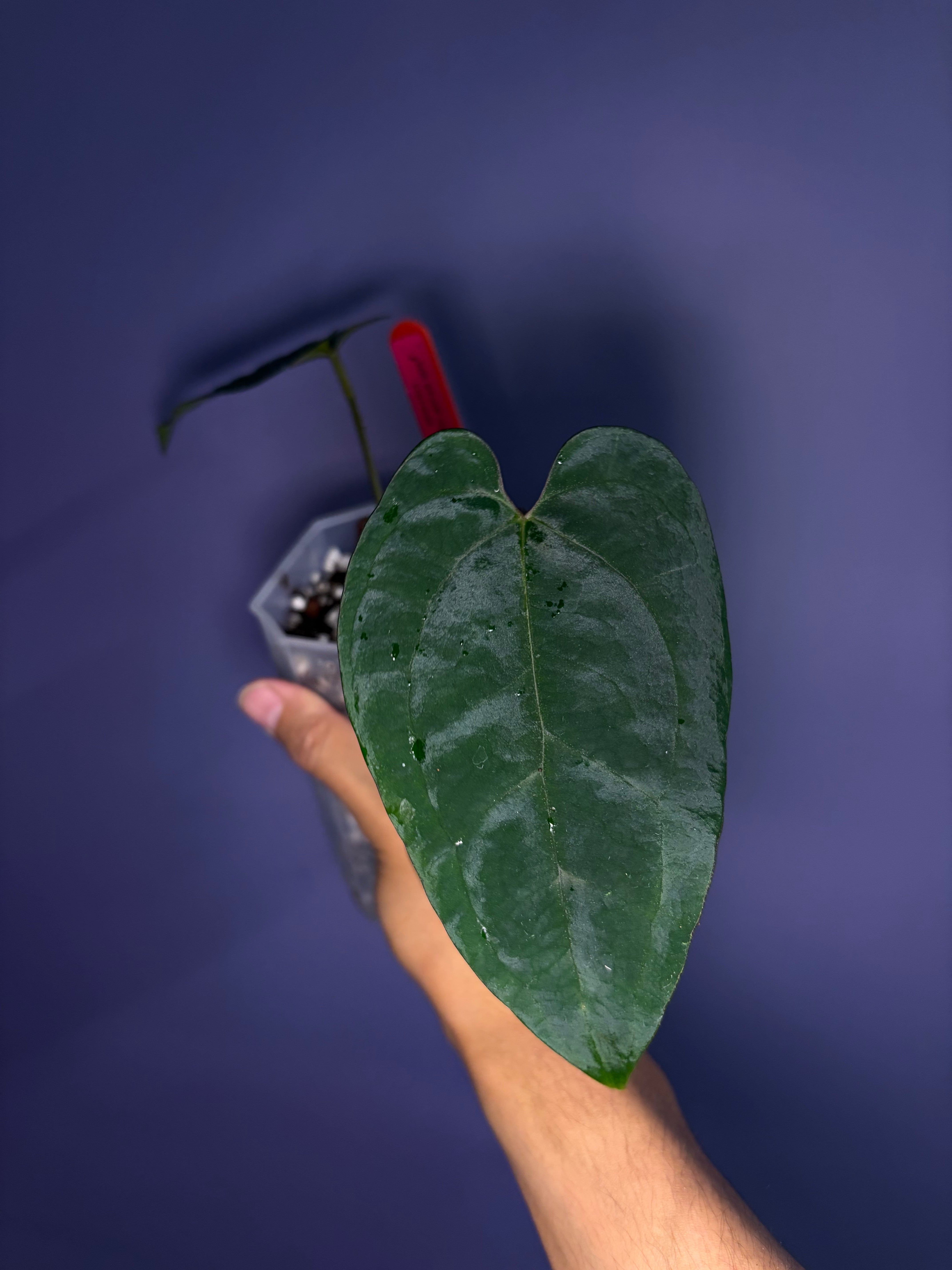 Anthurium Ace of spades (DF × DF) - clone – Secret Foliage