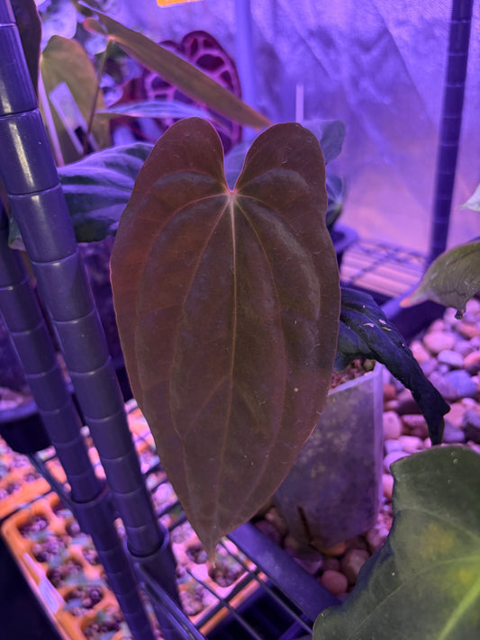 Anthurium ‘BVEP’/antolakii [Tezula] × self