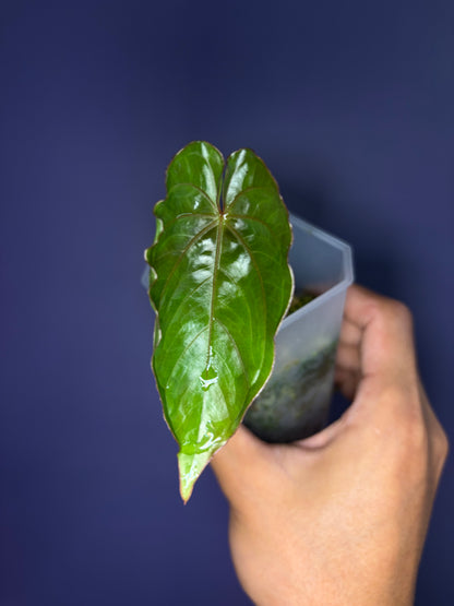 Anthurium ‘Circus peanuts’ - clone