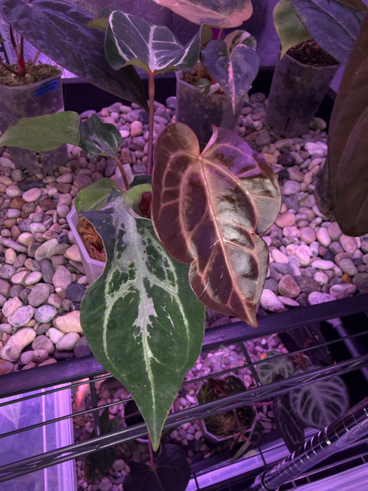 Anthurium Magnificum × (‘Zara’ × ‘Michelle’) ‘blisters’ mutated