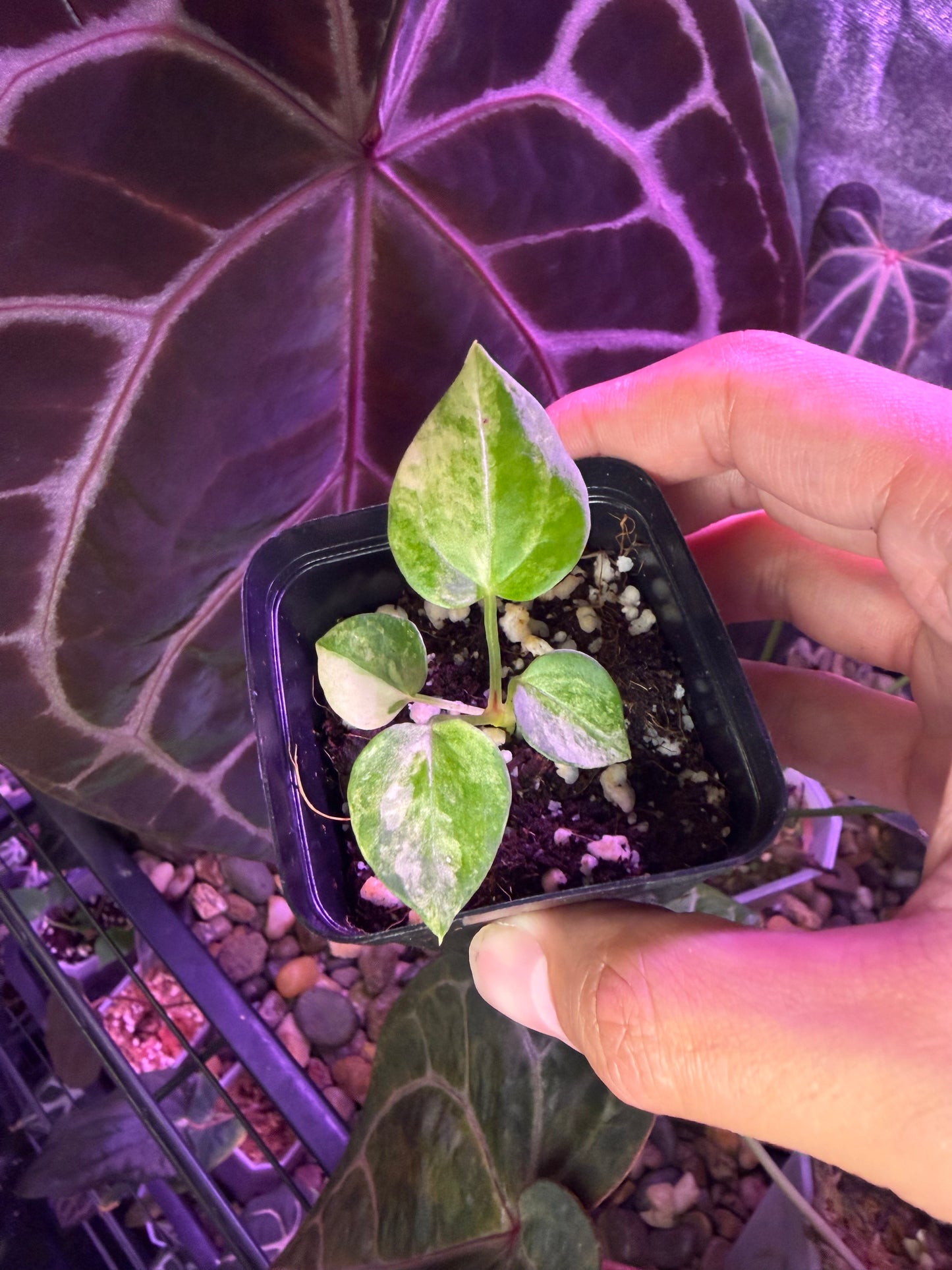 Anthurium (papillilaminum var. × crystal) × (‘Red Crystallinum’ [Tezula] × ‘Zara’)