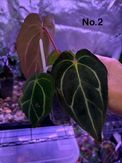 Anthurium carlablackiae (‘district’ × RA8)