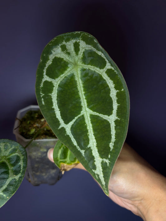 Anthurium Forgetii ‘silver’