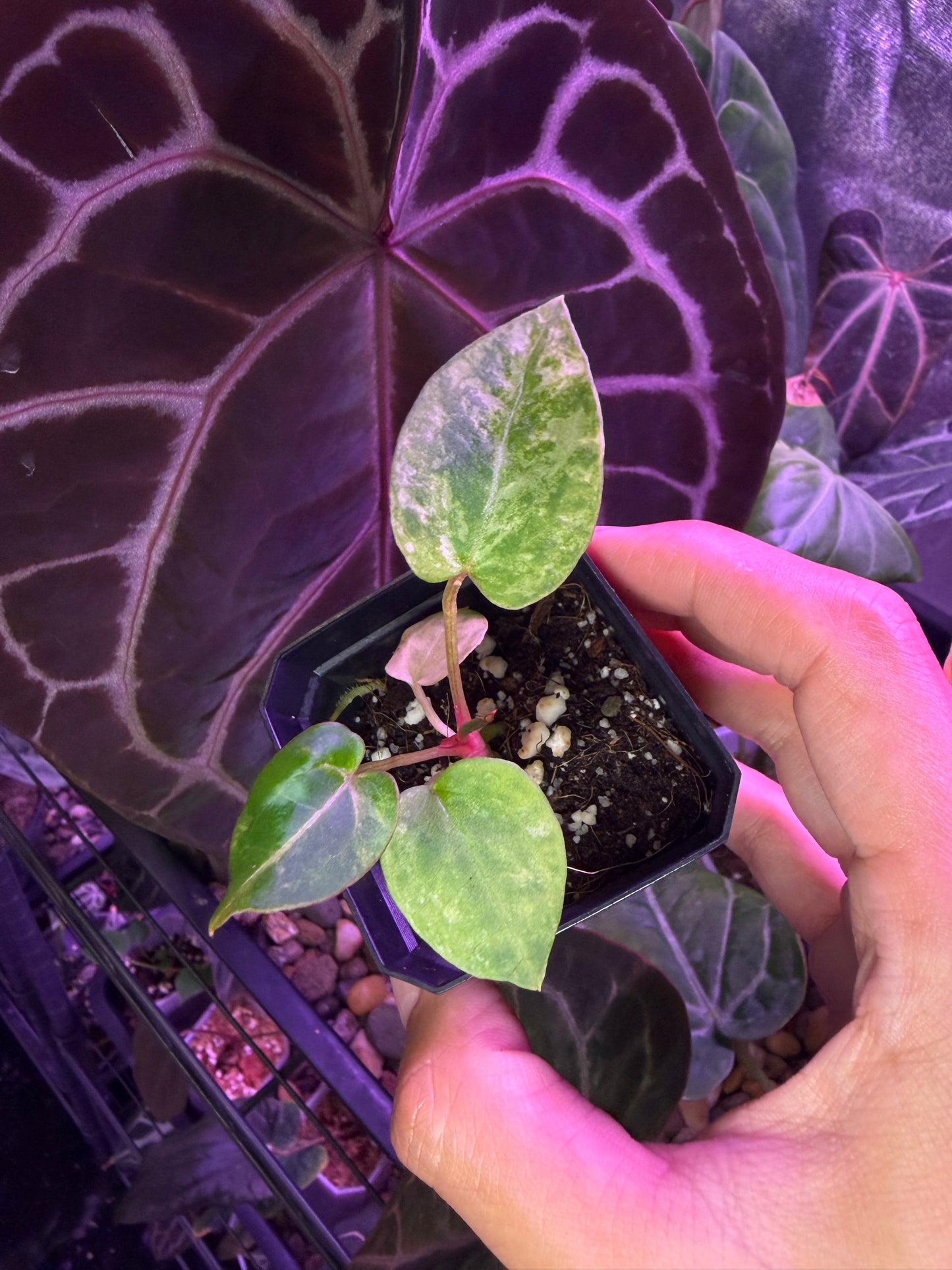 Anthurium (papillilaminum var. × crystal) × (‘Red Crystallinum’ [Tezula] × ‘Zara’)