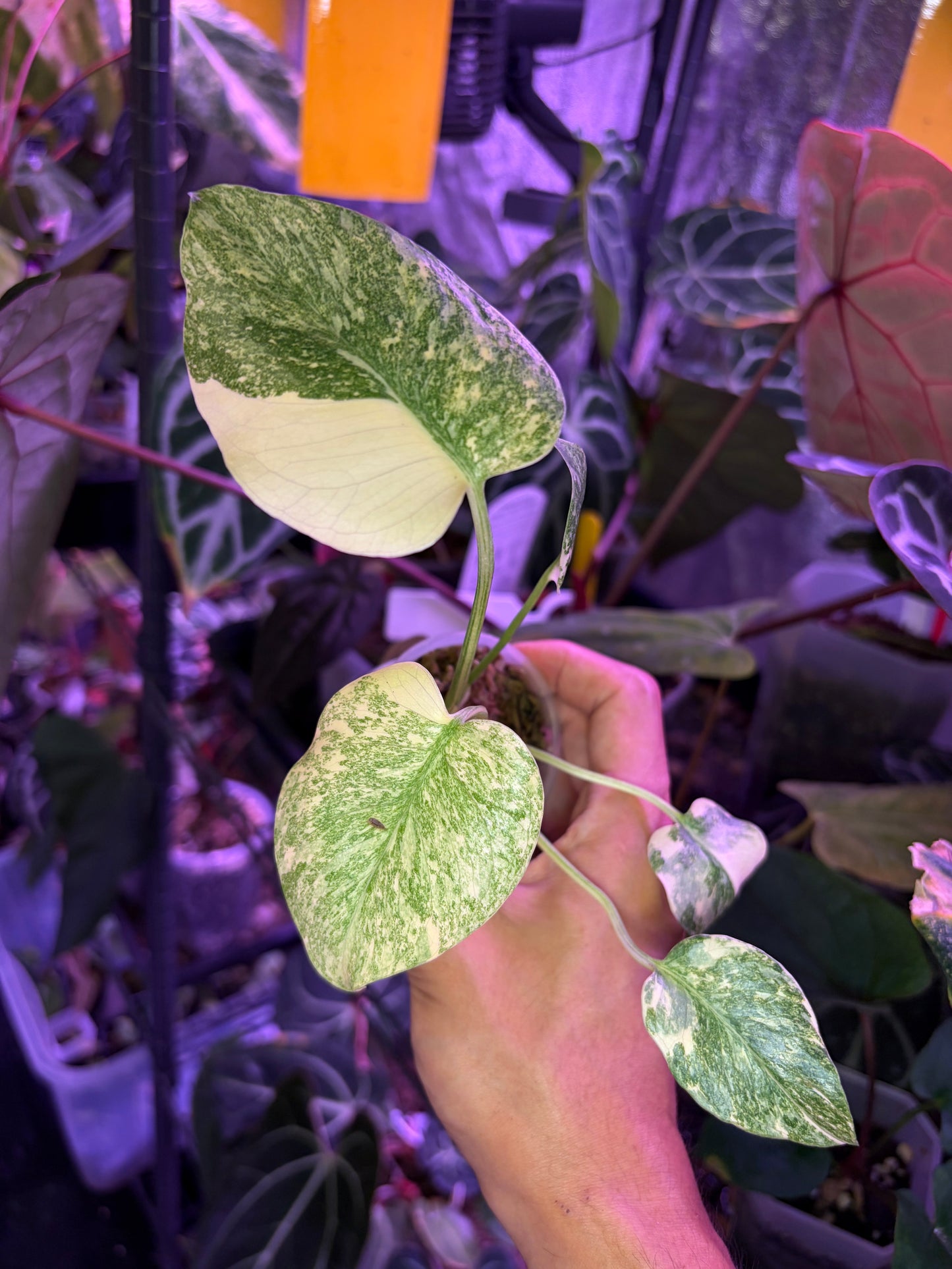 Monstera deliciosa ‘Legacy’