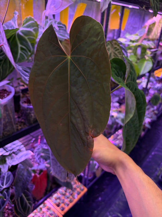 Anthurium Eastern Dressleri × (Papillilaminum FS × RL)