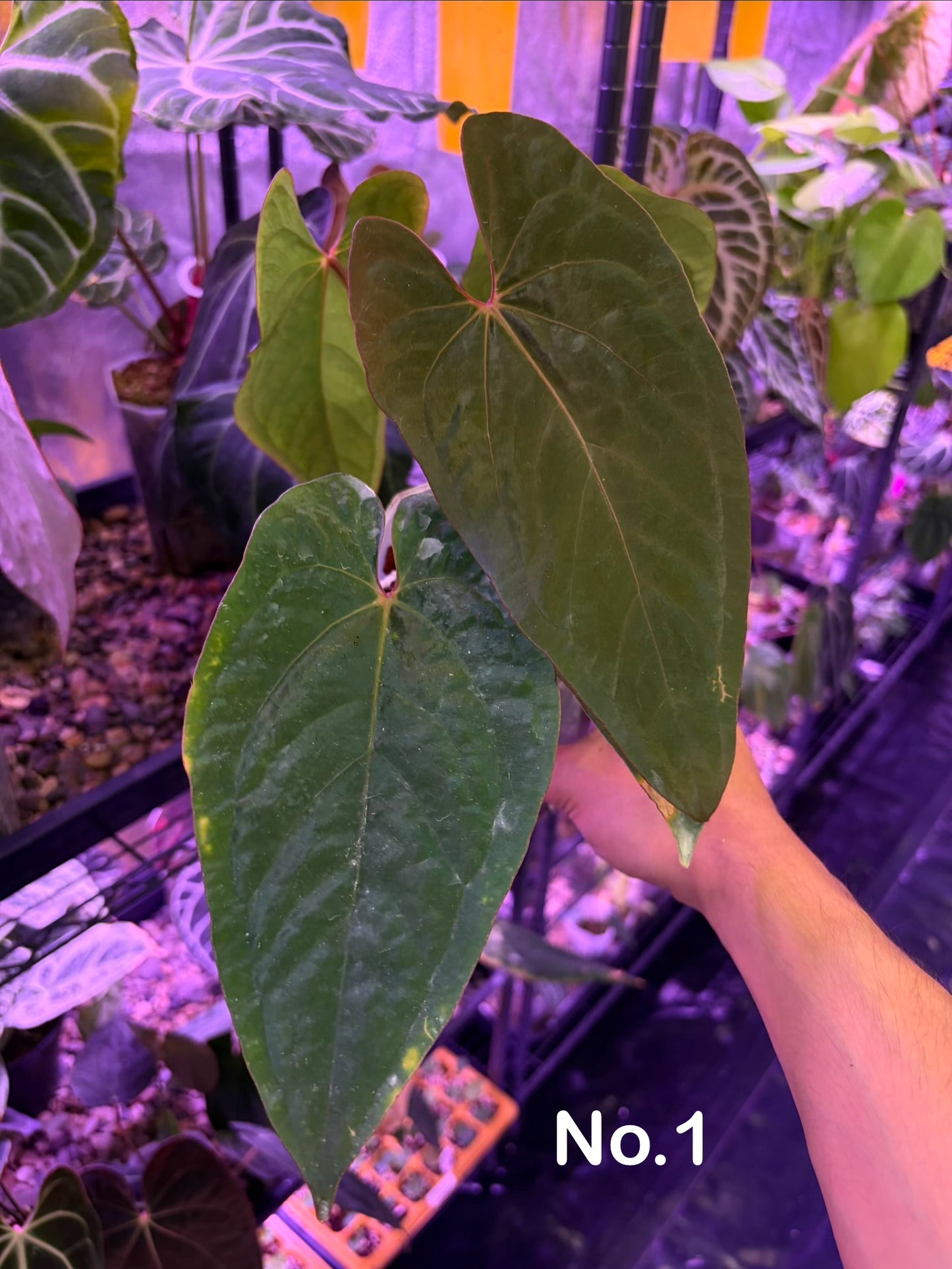 Anthurium kunayalense PM5 ×  Pap ‘Swampbunny’