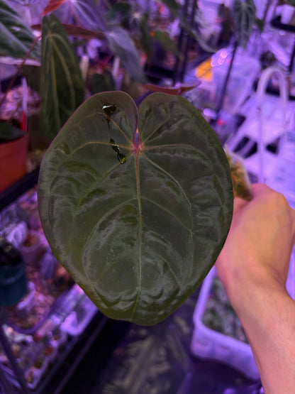 Anthurium hoffmannii ‘Bloodmoon’