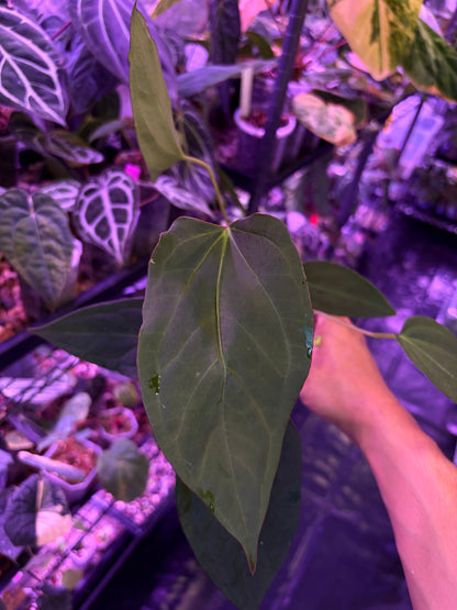 Anthurium Rioclarense wild hybrid × Pap ‘RL×FS’ ‘Rouge’