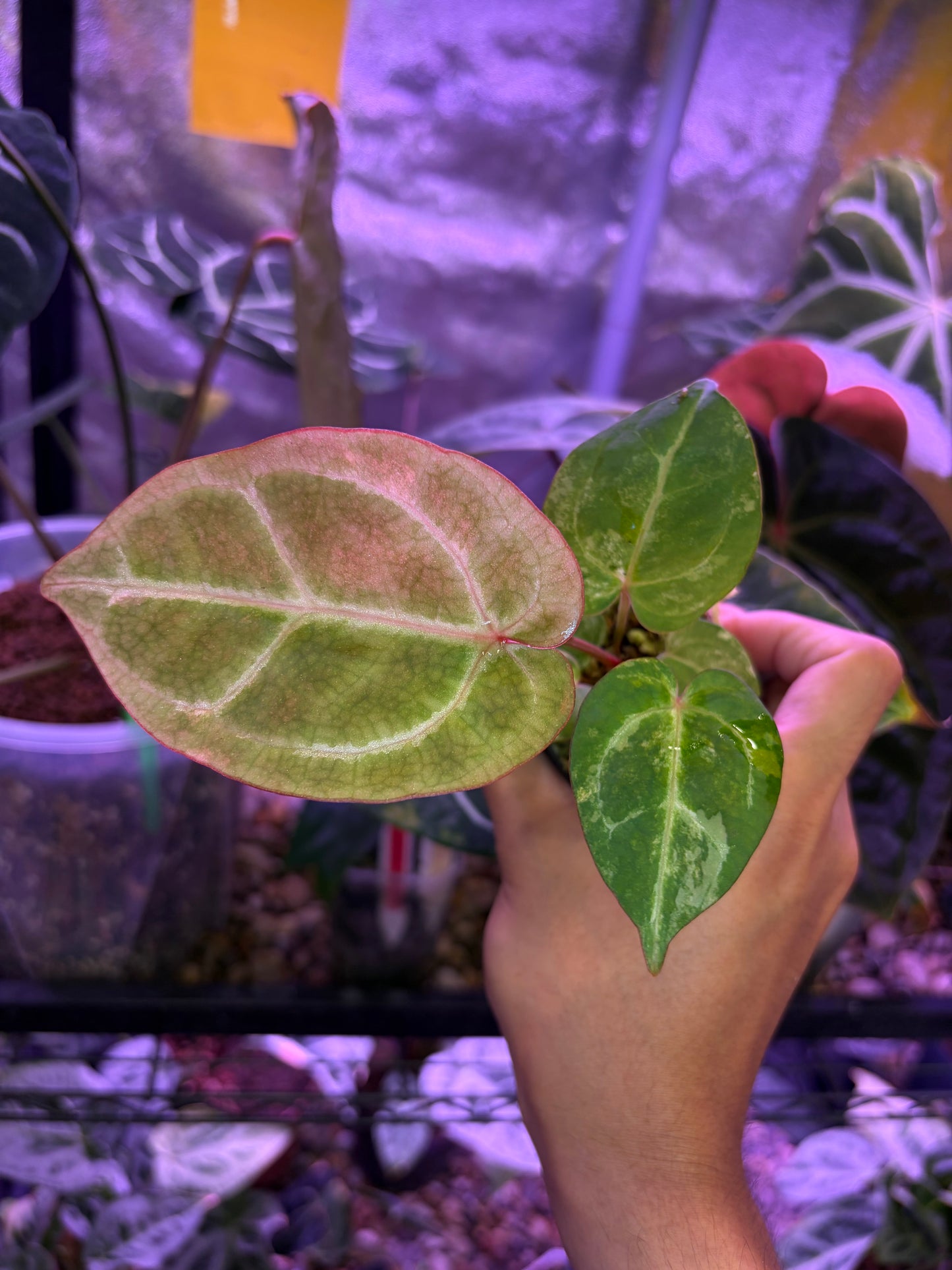 Anthurium papillilaminum var. × (‘Red Crystallinum’ [Tezula] × ‘Zara’)