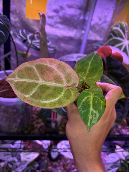 Anthurium papillilaminum var. × (‘Red Crystallinum’ [Tezula] × ‘Zara’)