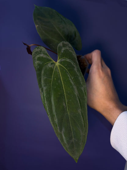 Anthurium Papillilaminum 'Fort Sherman' - clone