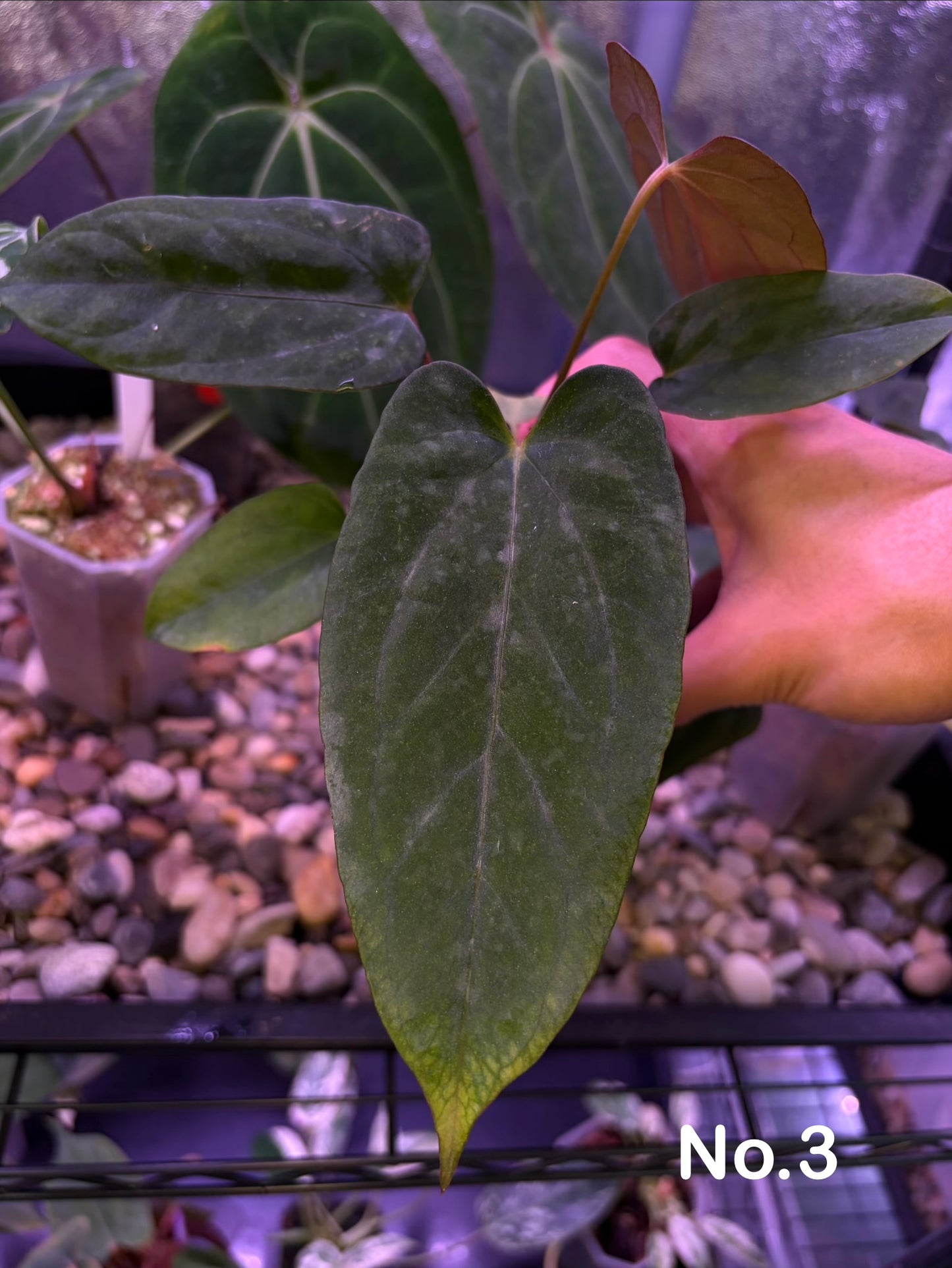 Anthurium (‘Papi Ree Gardens’ × ‘Eastern Dressleri’) × papillilaminum (FS×RL) (JV)