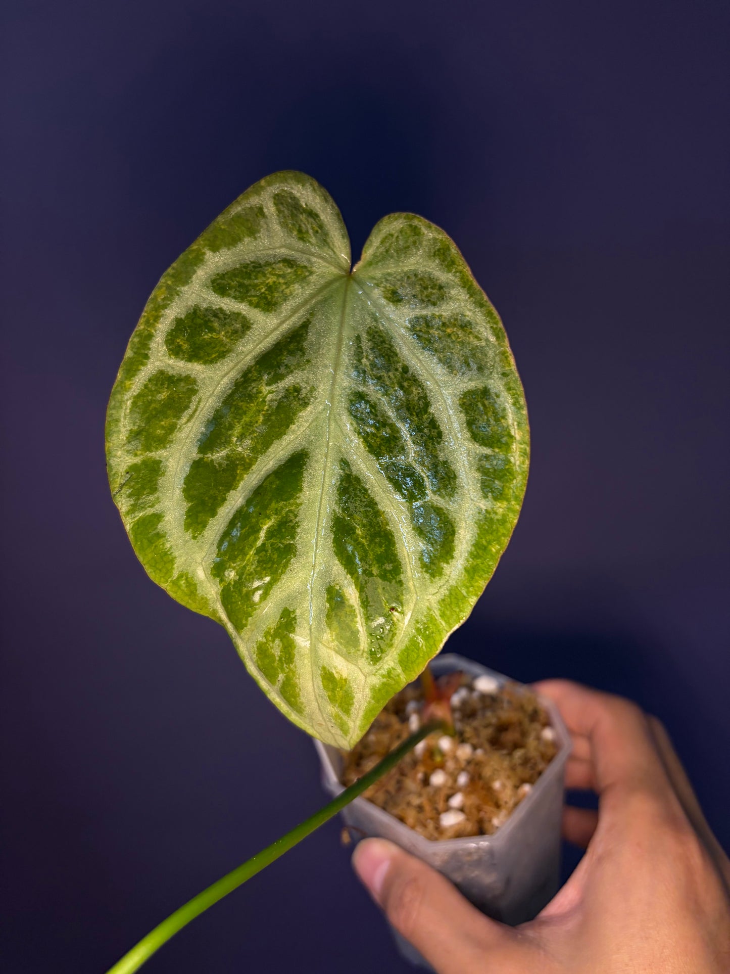 Anthurium Silver blush mint variegata