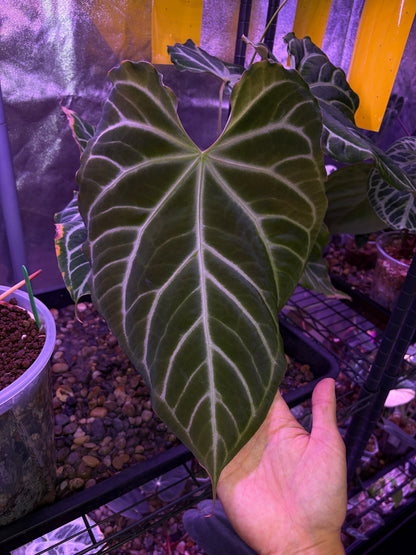 Anthurium Dorayaki ‘Silver’ × Magnificum