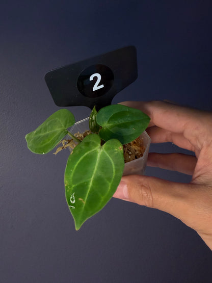 Anthurium ‘Carlablackiae’ (RA5×RA10) × self