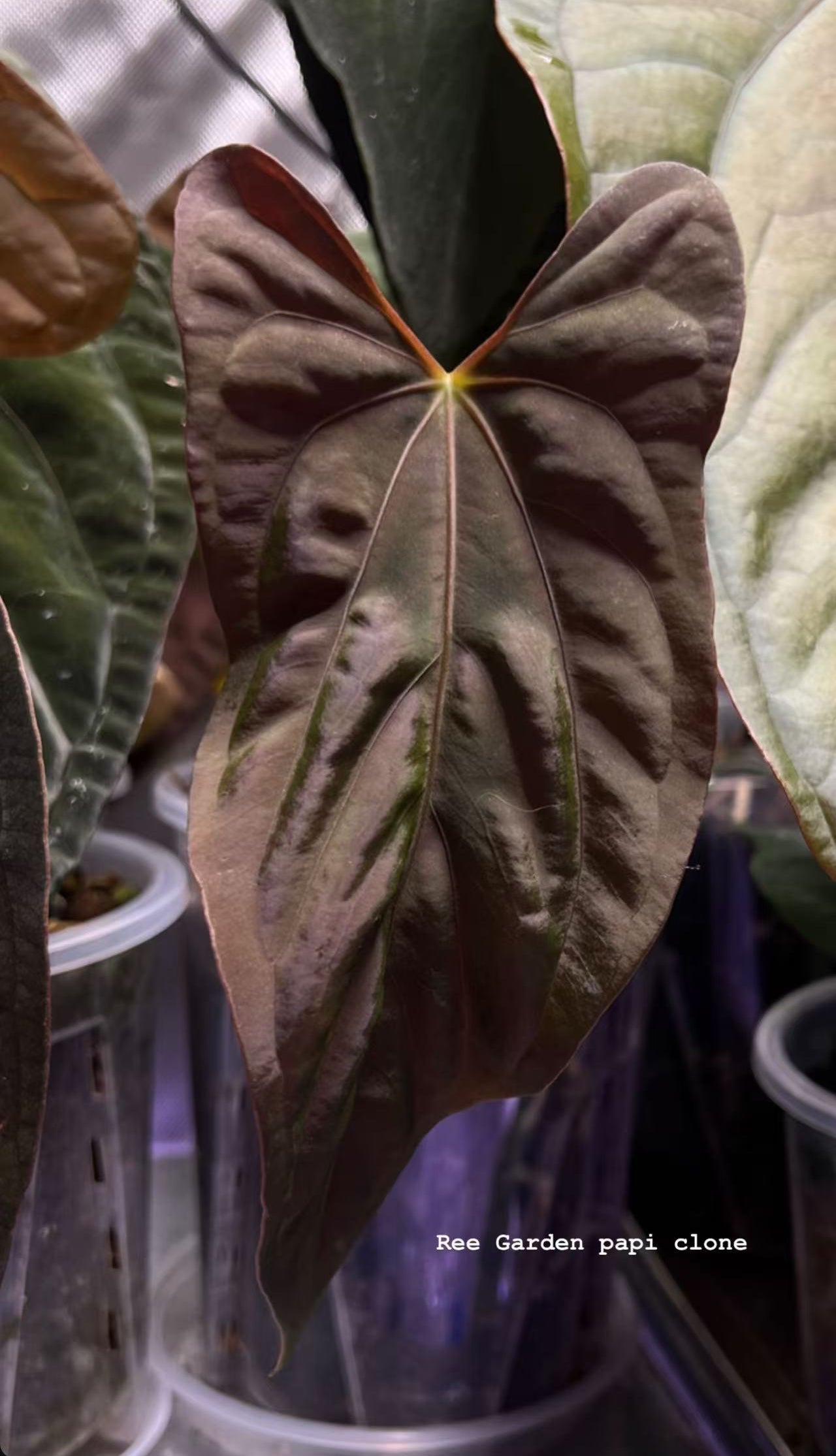 papi anthurium Anthurium Papi 'Ree Gardens' × (FS × RL) – Secret Foliage