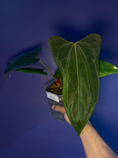 Anthurium ‘Black Sweet’ × papillilaminum ‘Fort Sherman’ (selected)