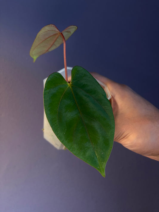 Anthurium Papillilaminum ‘Marie’ × ‘Incurved lobes’