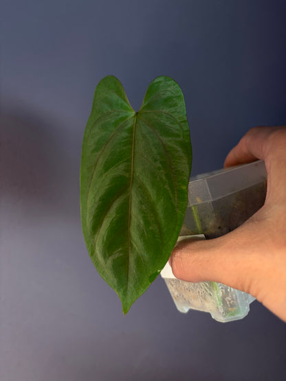 Anthurium Papillilaminum ‘Marie’ × ‘Incurved lobes’