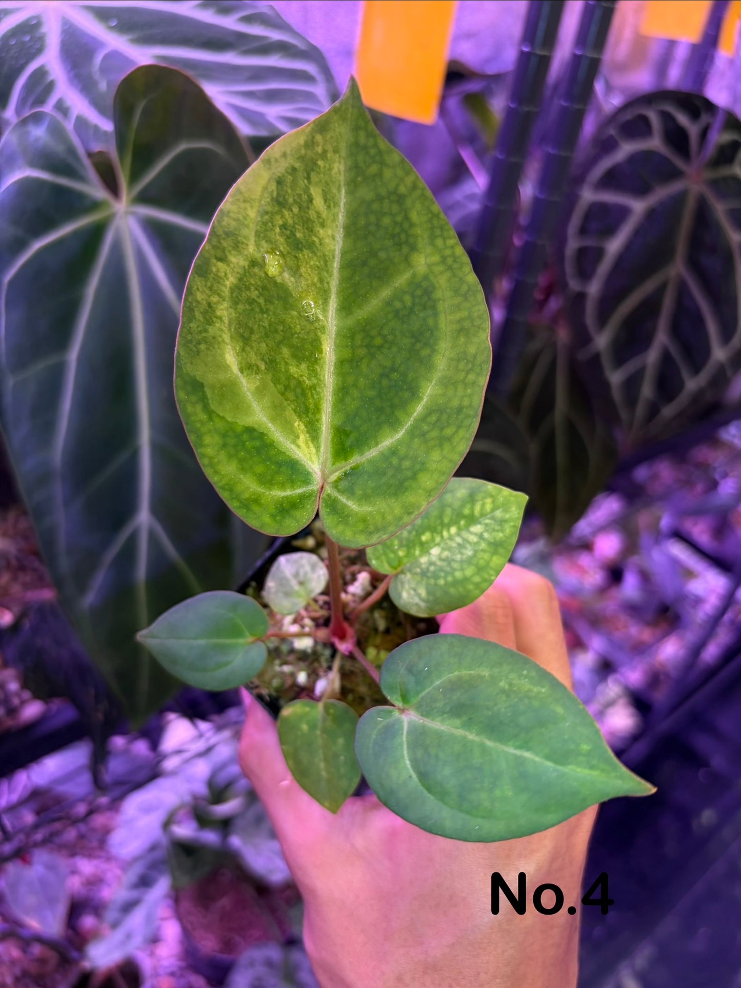 Anthurium papillilaminum var. × (‘Red Crystallinum’ [Tezula] × ‘Zara’)
