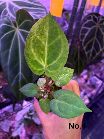 Anthurium papillilaminum var. × (‘Red Crystallinum’ [Tezula] × ‘Zara’)