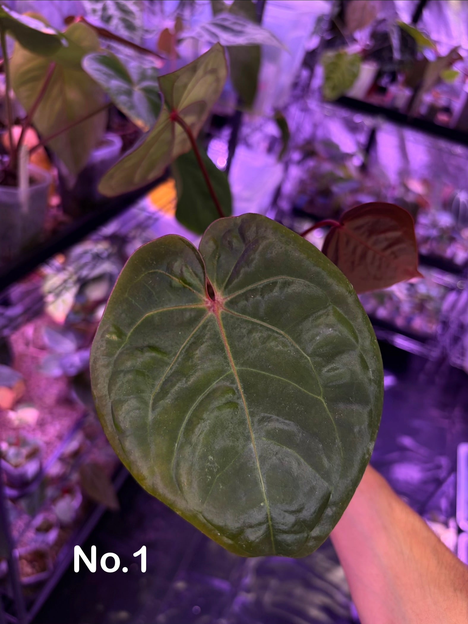 Anthurium hoffmannii 'Bloodmoon'  Secret Foliage