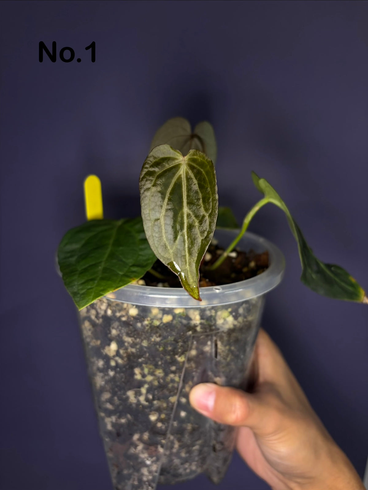 Anthurium ‘Michelle’ ‘1’ × ‘Black widow’ ‘13’ #1 - clone