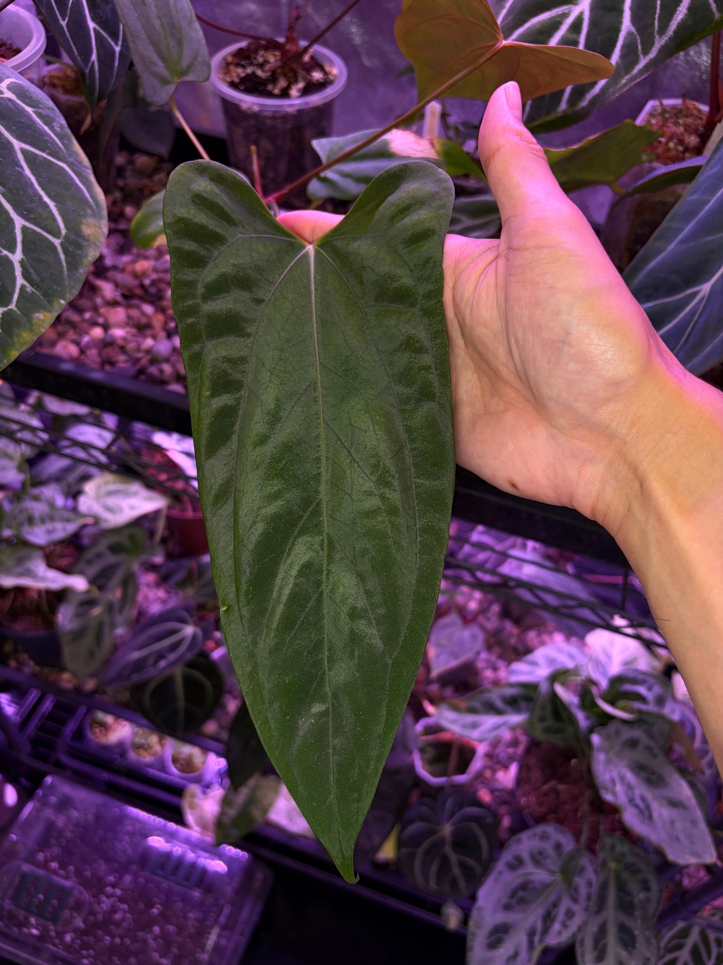 Anthurium ‘Black Sweet’ × papillilaminum ‘Fort Sherman’ (selected)