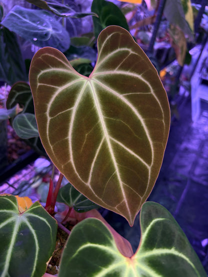 Anthurium besseae aff.