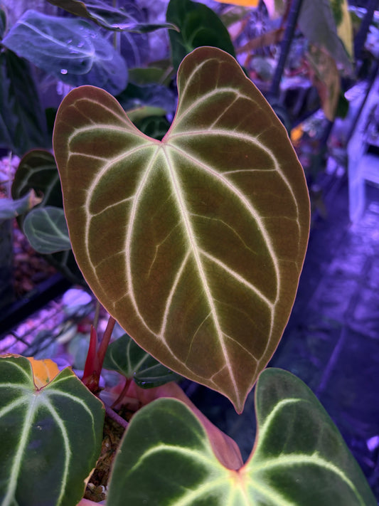 Anthurium besseae aff.