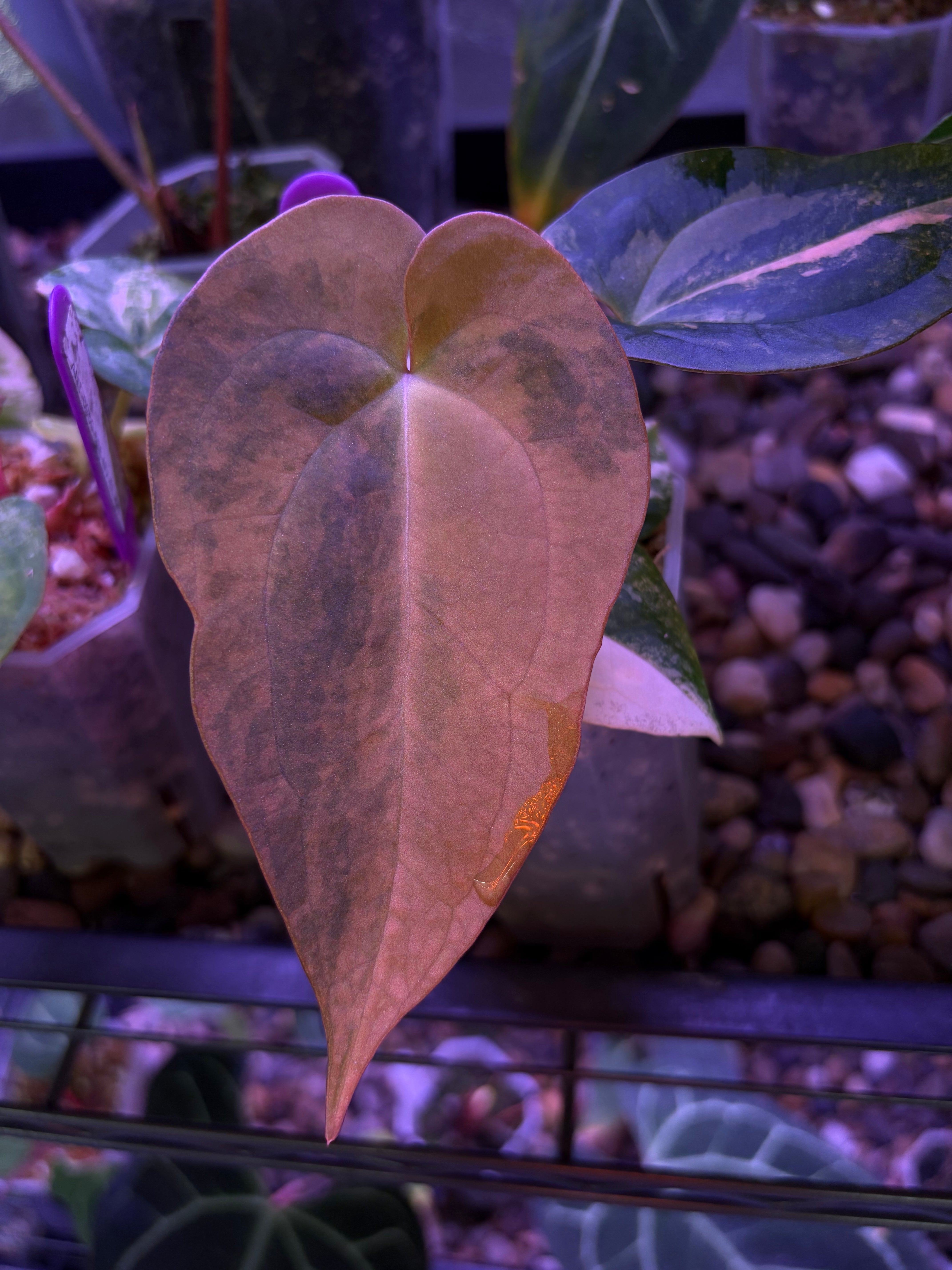 Anthurium papillilaminum var. × 'BVEP' [Tezula] – Secret Foliage